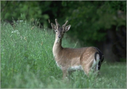 <p>DANĚK SKVRNITÝ (Dama dama) Šluknovsko - okolí Rumburku /Fallow deer - Damhirsch/</p>